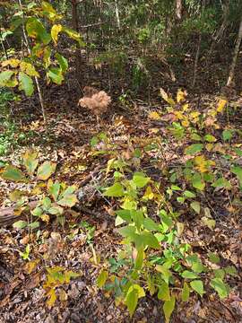 Image de Brickellia cordifolia Ell.