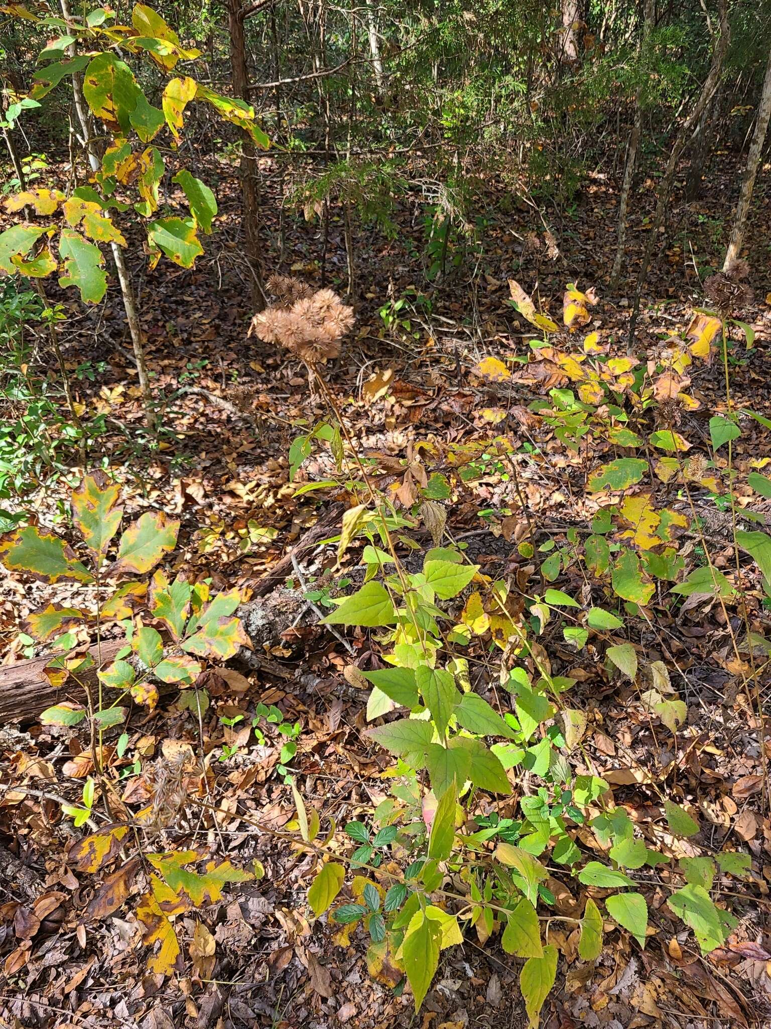 Plancia ëd Brickellia cordifolia Ell.