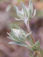 Image of woollyhead neststraw