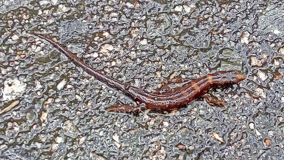 Image of Chinese water skink