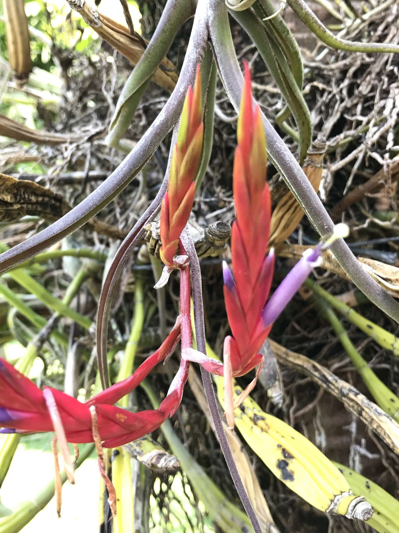 Image de Tillandsia caput-medusae É. Morren