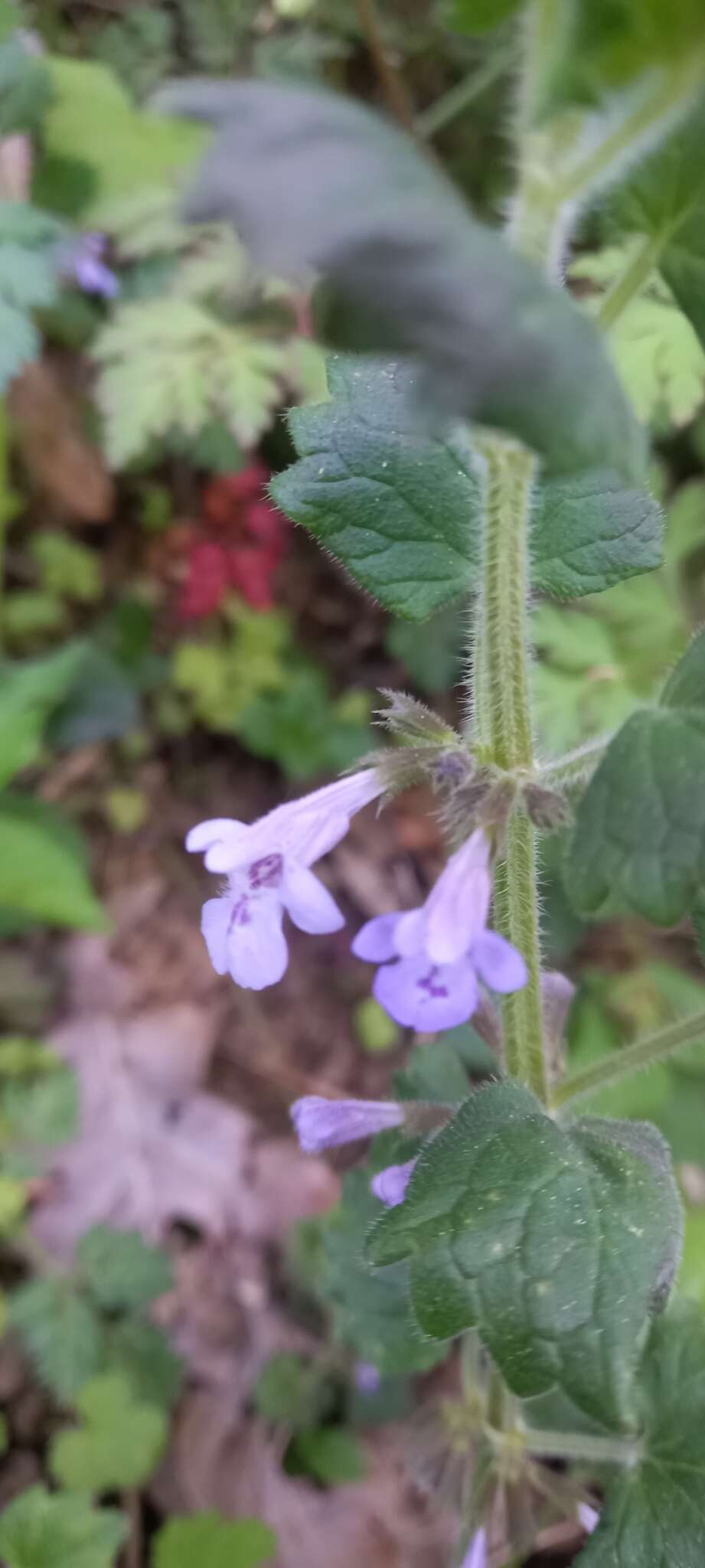 Imagem de Glechoma hirsuta Waldst. & Kit.