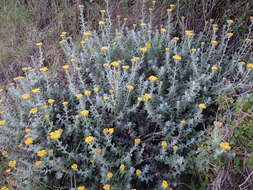 Слика од Helichrysum dasyanthum (Willd.) Sw.