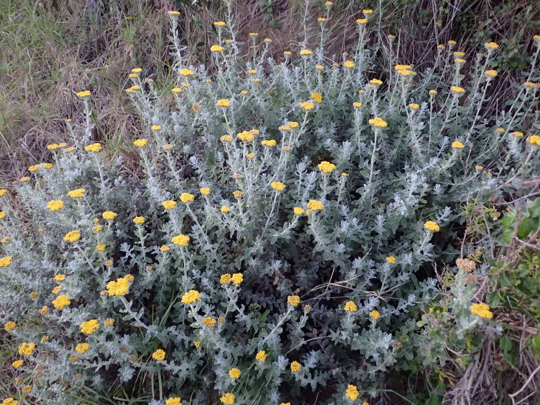 Слика од Helichrysum dasyanthum (Willd.) Sw.