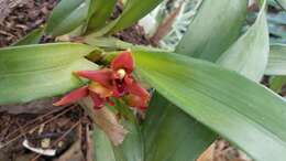 Image of Maxillaria elatior (Rchb. fil.) Rchb. fil.