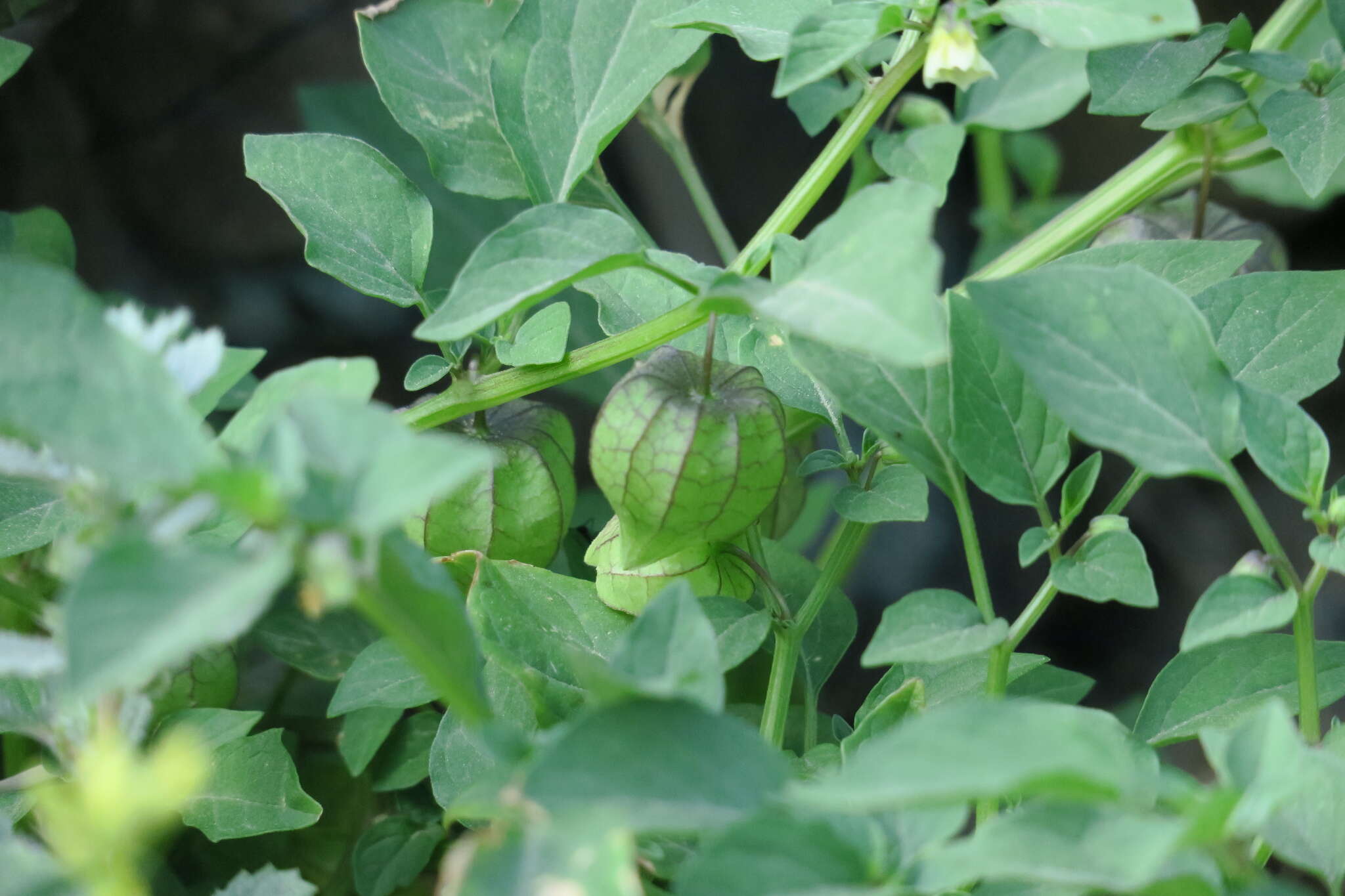 Plancia ëd Physalis lagascae Roem. & Schult.