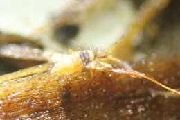 Image of Springtail