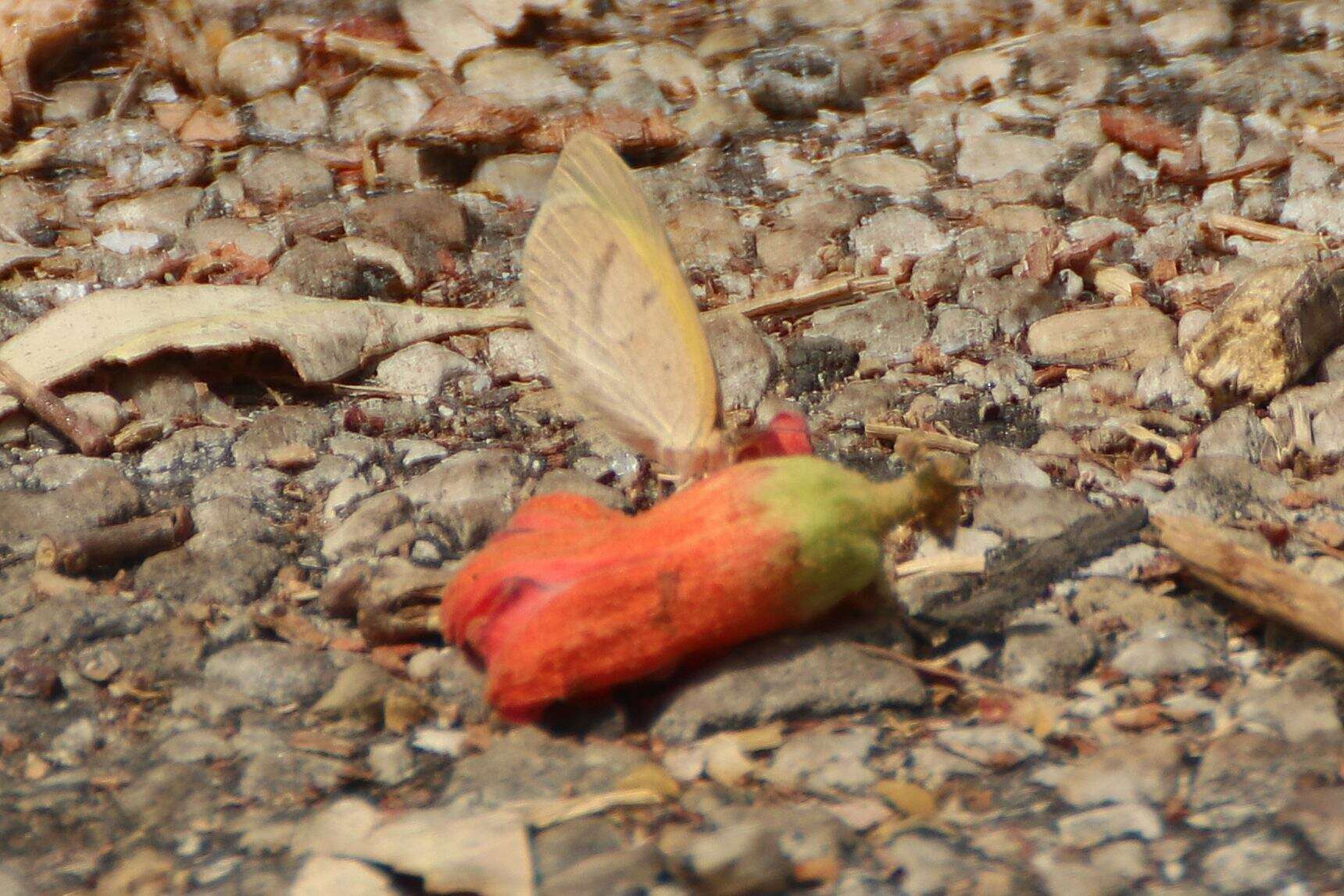 Слика од Eurema herla (Macleay 1826)