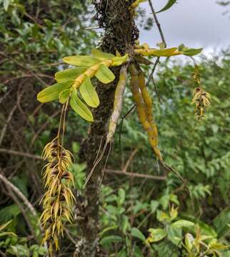 Image of Dendrobium strongylanthum Rchb. fil.