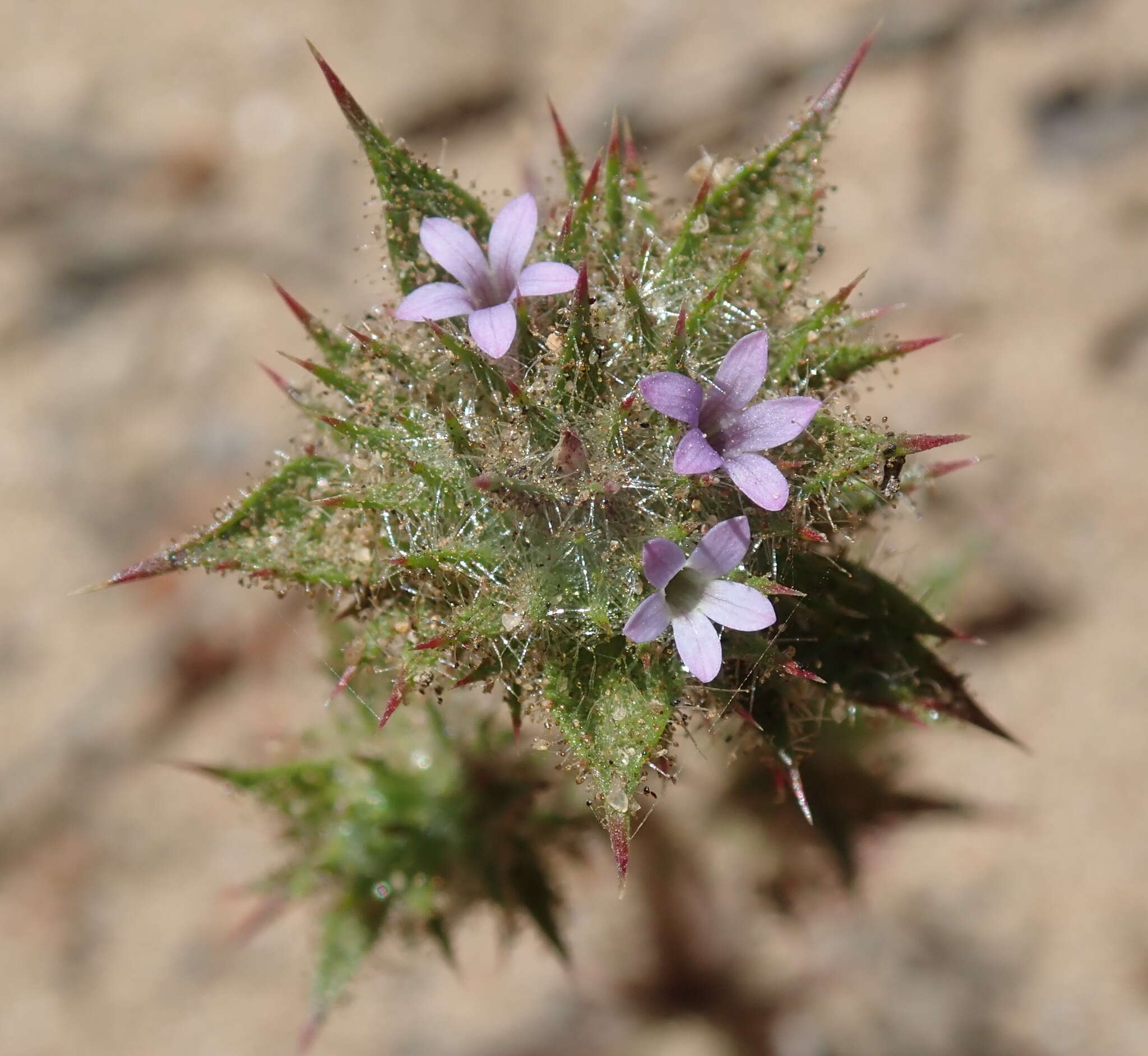 Image of Honey-Scented Pincushion-Plant