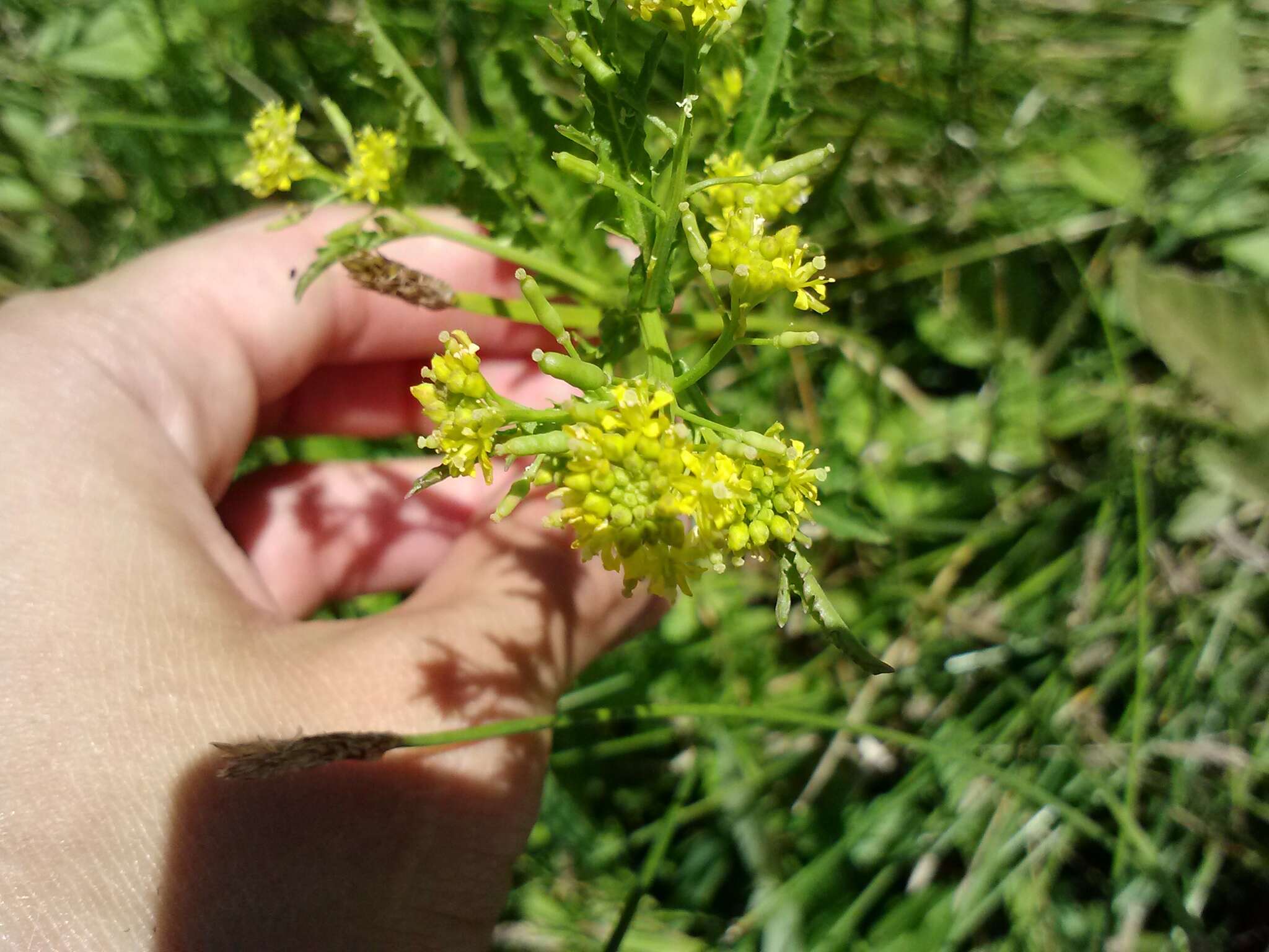 Image of spreading yellowcress