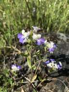 Sivun Collinsia grandiflora Dougl. ex Lindl. kuva