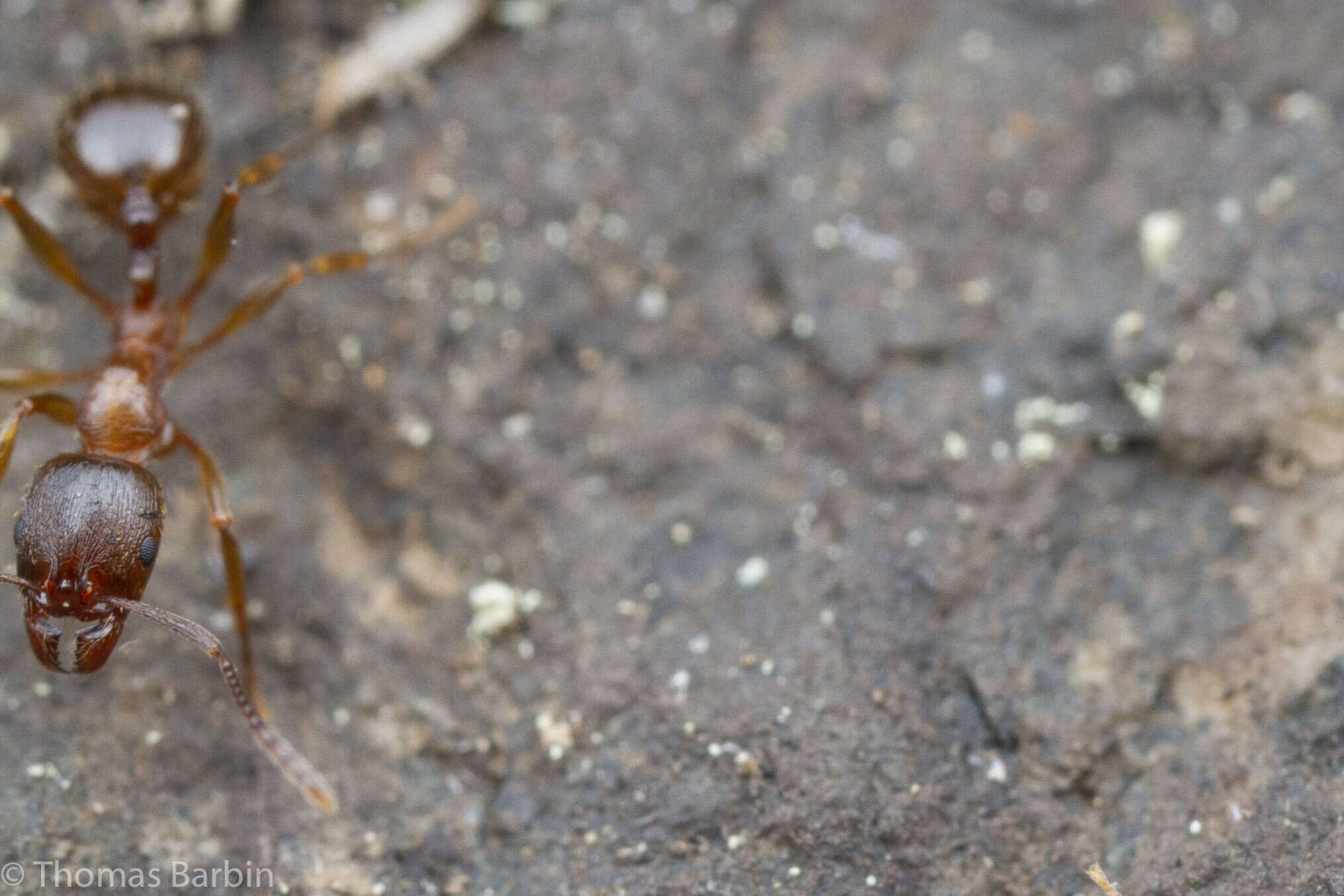 Image of Aphaenogaster occidentalis (Emery 1895)