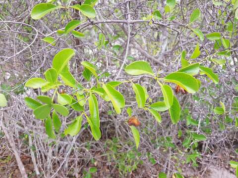 Loeseneriella urceolus (Tulasne) N. Hallé的圖片