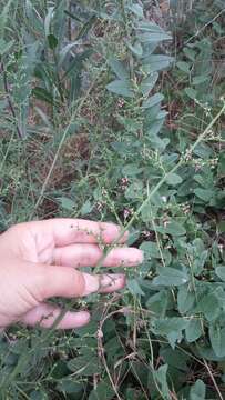 Image of Scrophularia canina subsp. bicolor (Sibth. & Sm.) W. Greuter