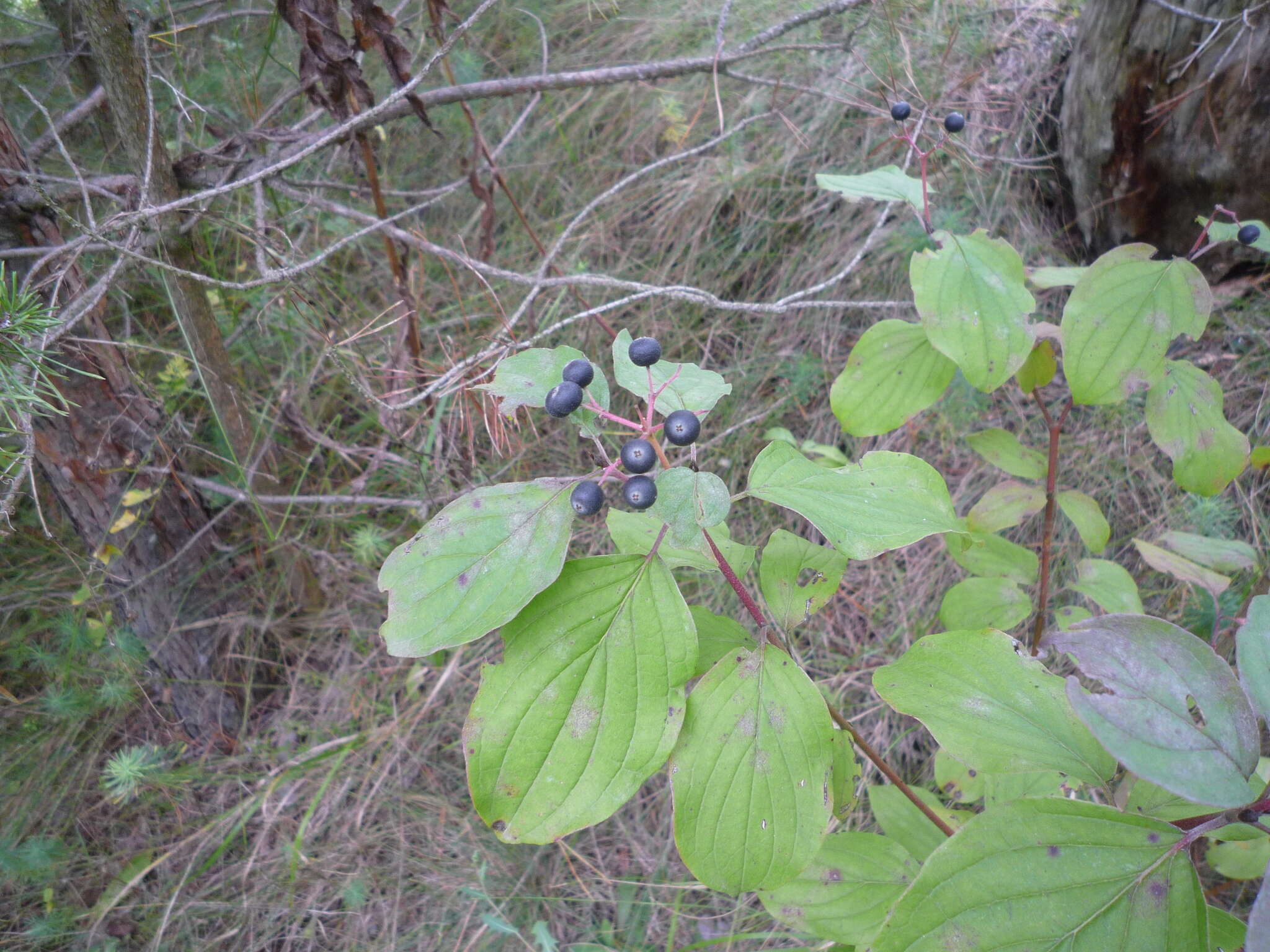 Image of Cornus sanguinea subsp. sanguinea