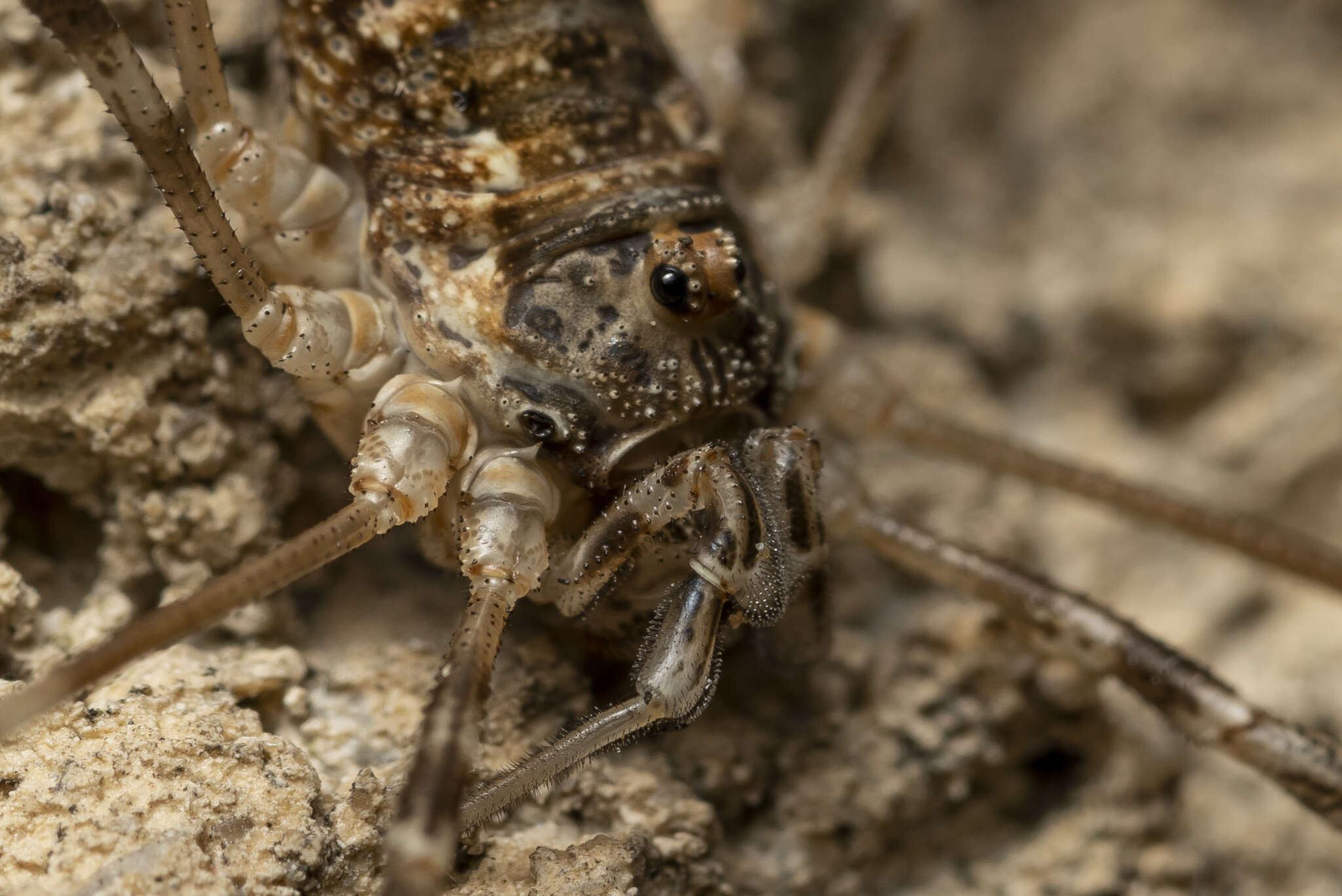 Image of <i>Metaplatybunus rhodiensis</i>