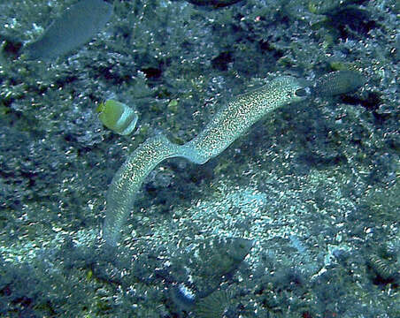 Image of Yellow edged moray