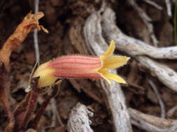 Image of clustered broomrape