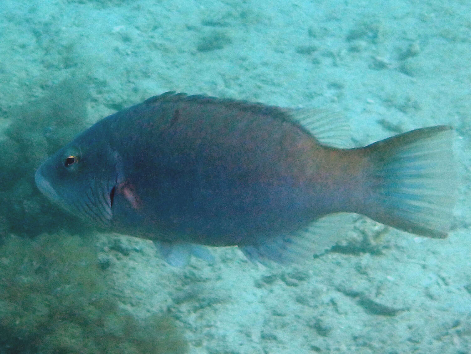 صورة Oxycheilinus digramma (Lacepède 1801)