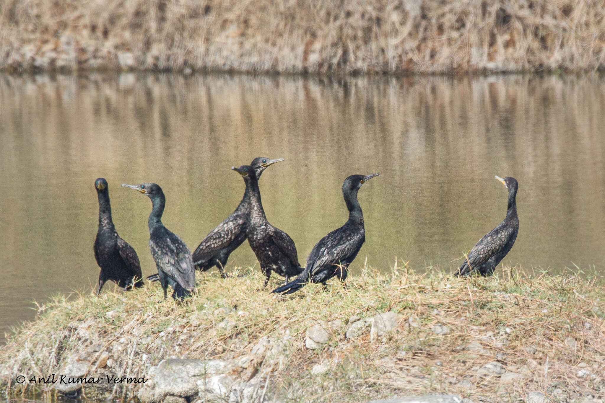 Image of Indian Cormorant