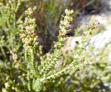 Image of Erica tristis Bartl.