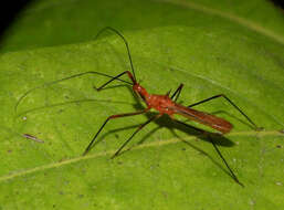 Image of Ricolla quadrispinosa (Linnaeus 1767)