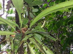 Image of Anthurium bakeri Hook. fil.