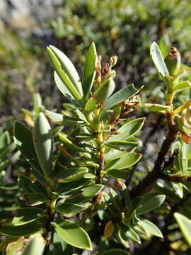 Sivun Veronica cryptomorpha (Bayly, Kellow, G. E. Harper & Garn.-Jones) Garn.-Jones kuva