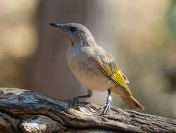 Imagem de Conopophila rufogularis (Gould 1843)