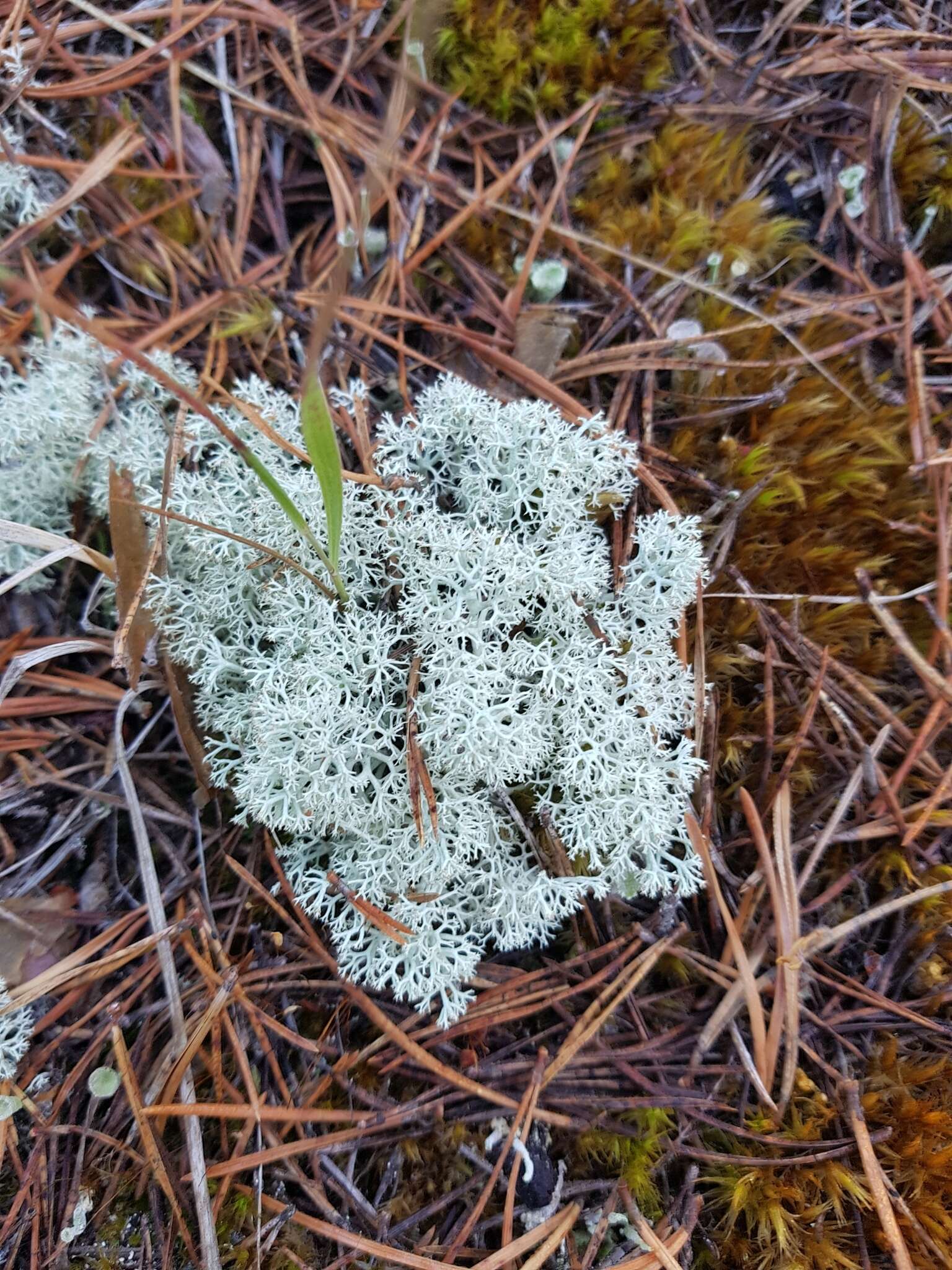 Image of star reindeer lichen