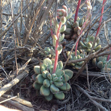 Image of Echeveria amoena L. de Smet ex E. Morr.