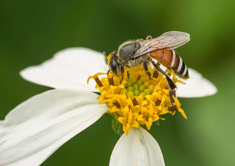 Image de Apis florea Fabricius 1787