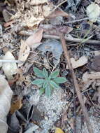 صورة Euploca procumbens (Mill.) Diane & Hilger