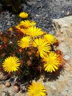 Imagem de Drosanthemum flavum (Haw.) Schwant.