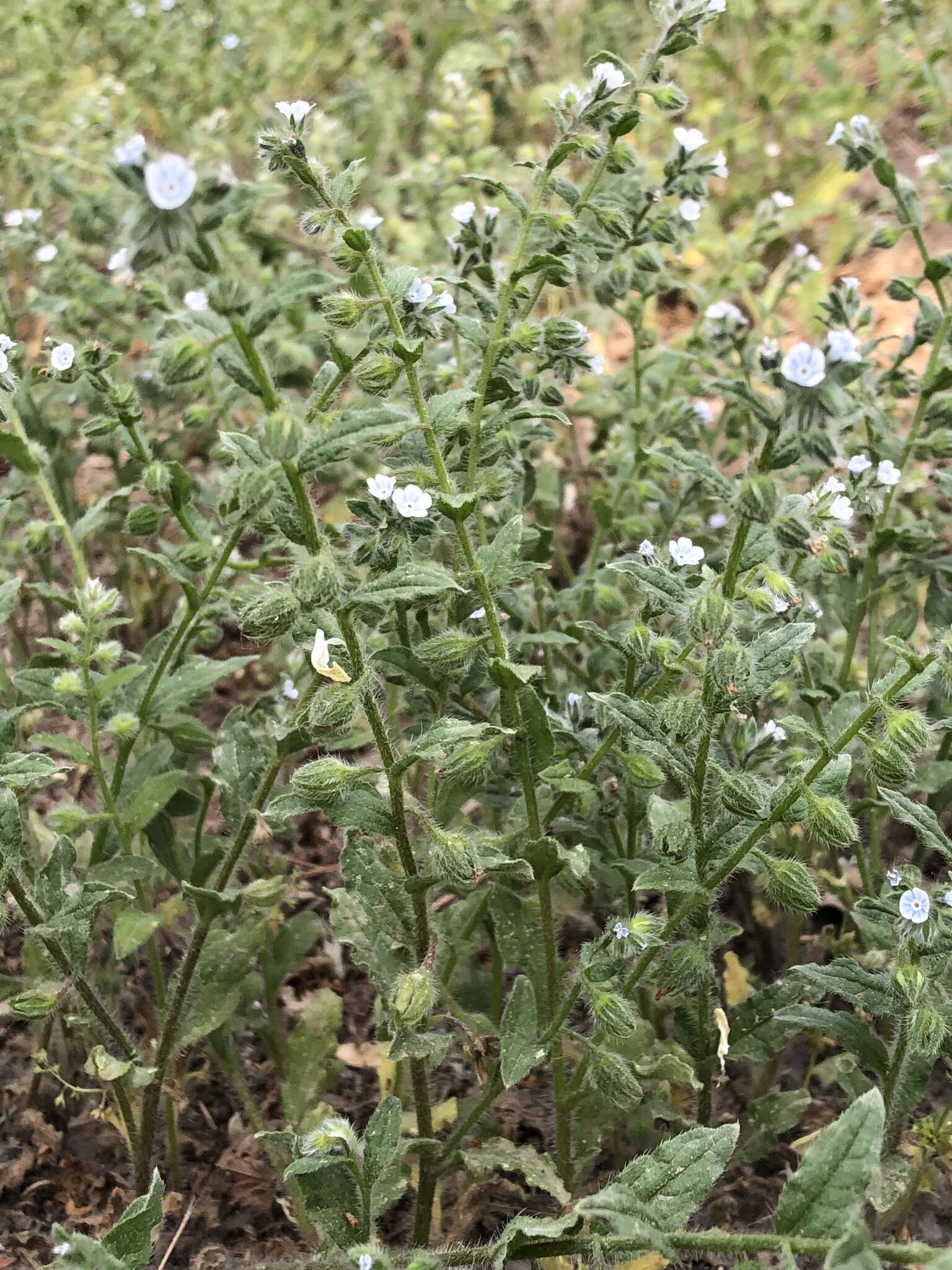 Image of Bothriospermum chinense Bunge