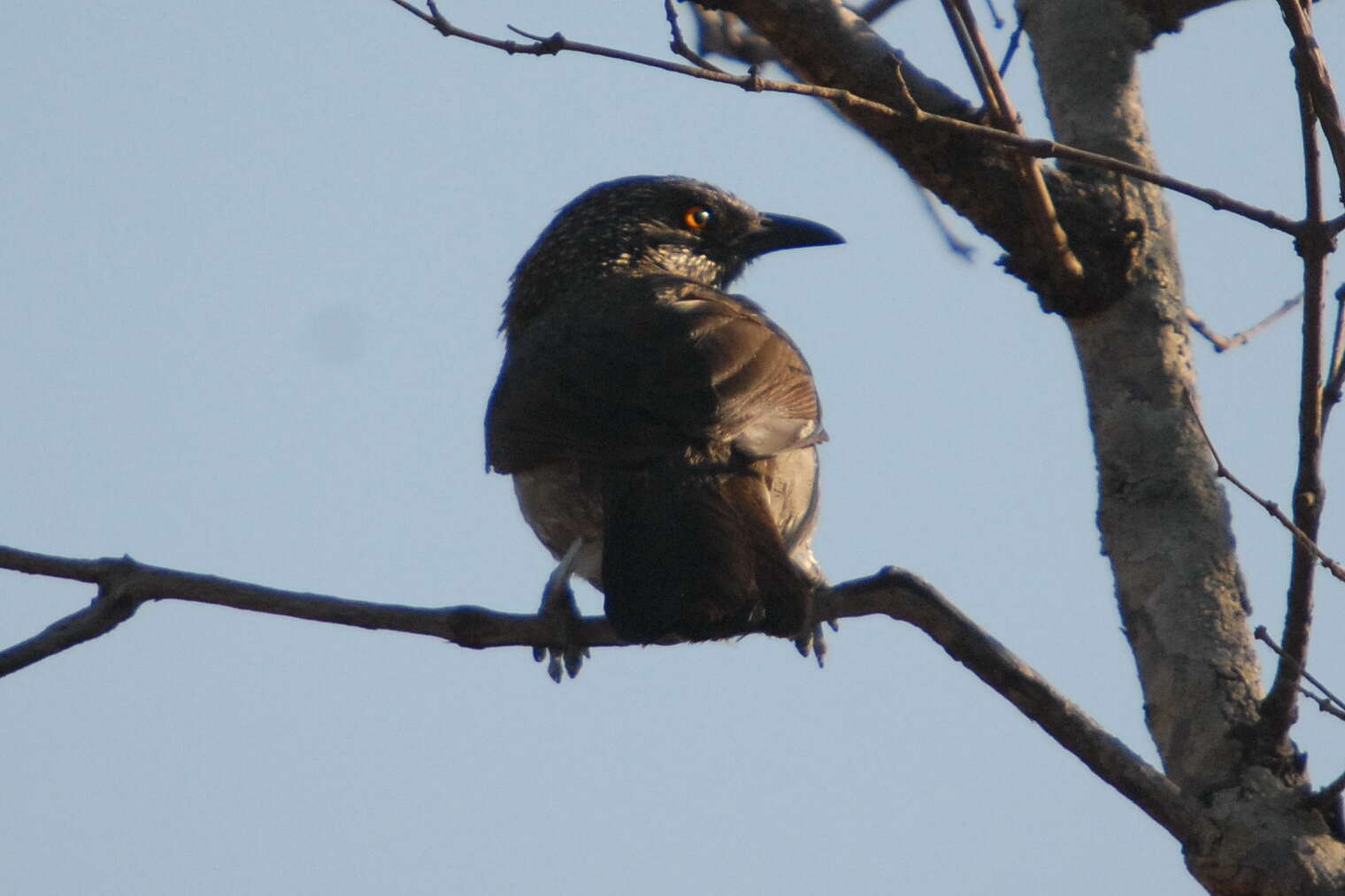 Image of Arrow-marked Babbler