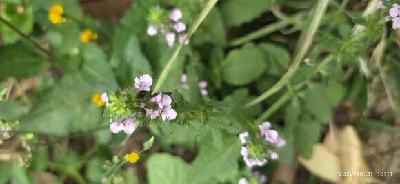 Imagem de Stachys gilliesii Benth.