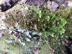 Image of chocolate chip lichen