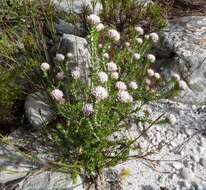 Image of Dense Blombush