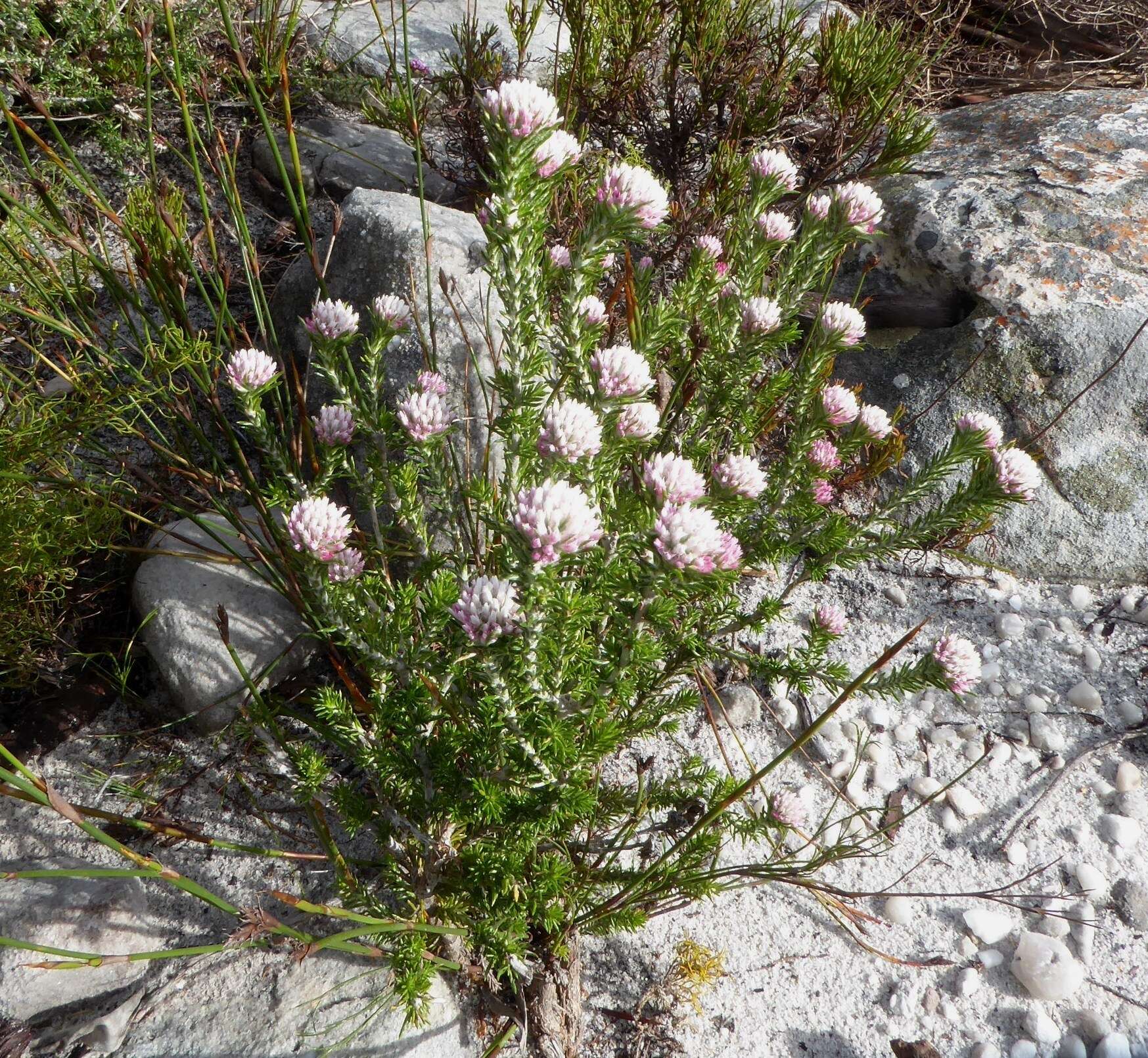 Image of Dense Blombush