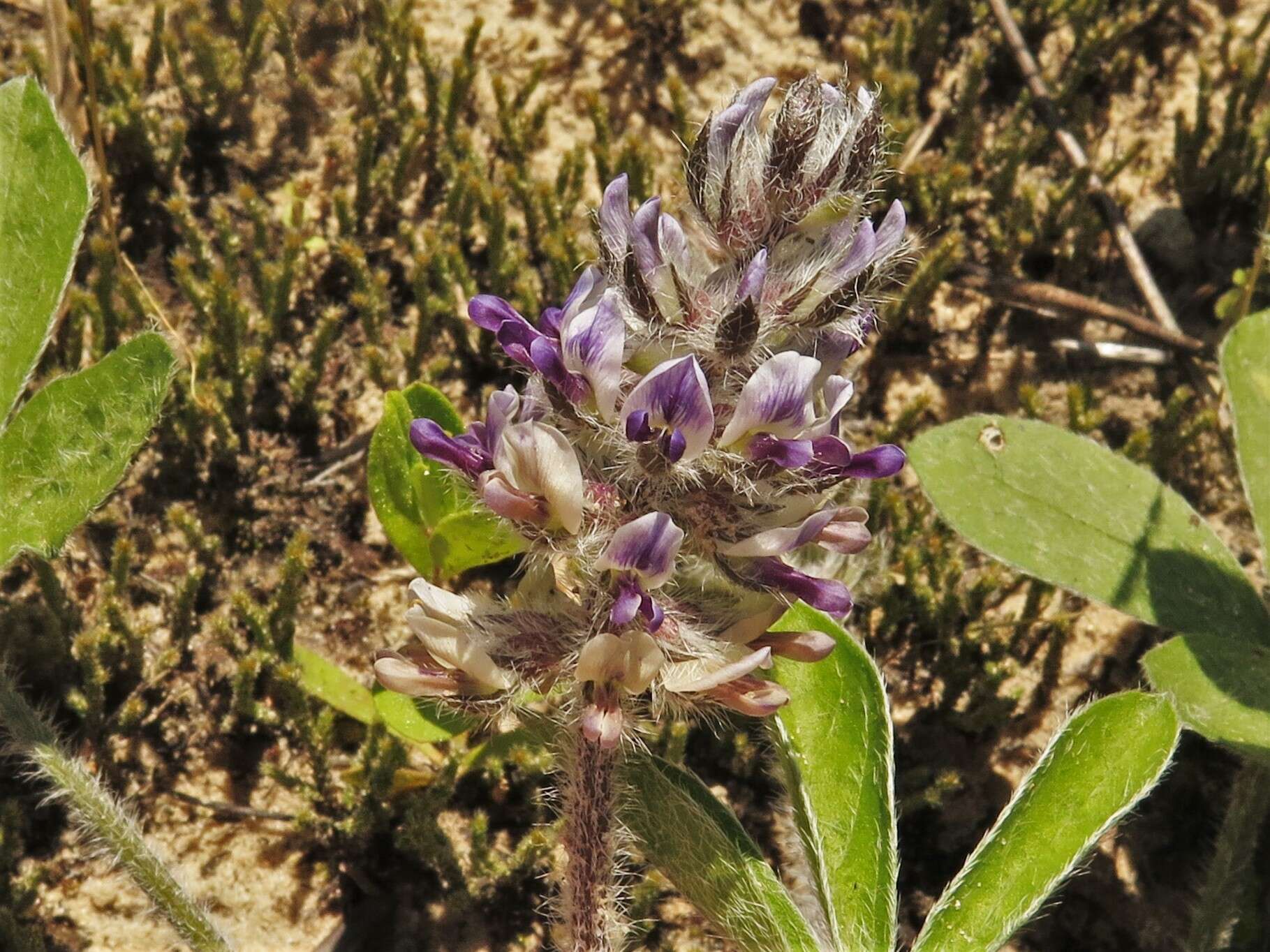 Image of subterranean Indian breadroot