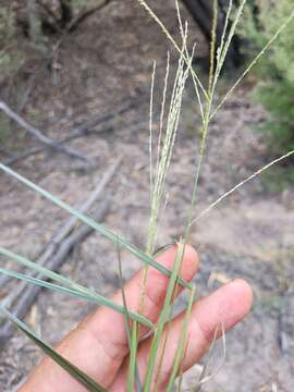 صورة Digitaria breviglumis (Domin) Henrard