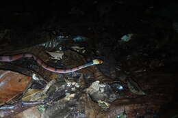 صورة Siphlophis compressus (Daudin 1803)