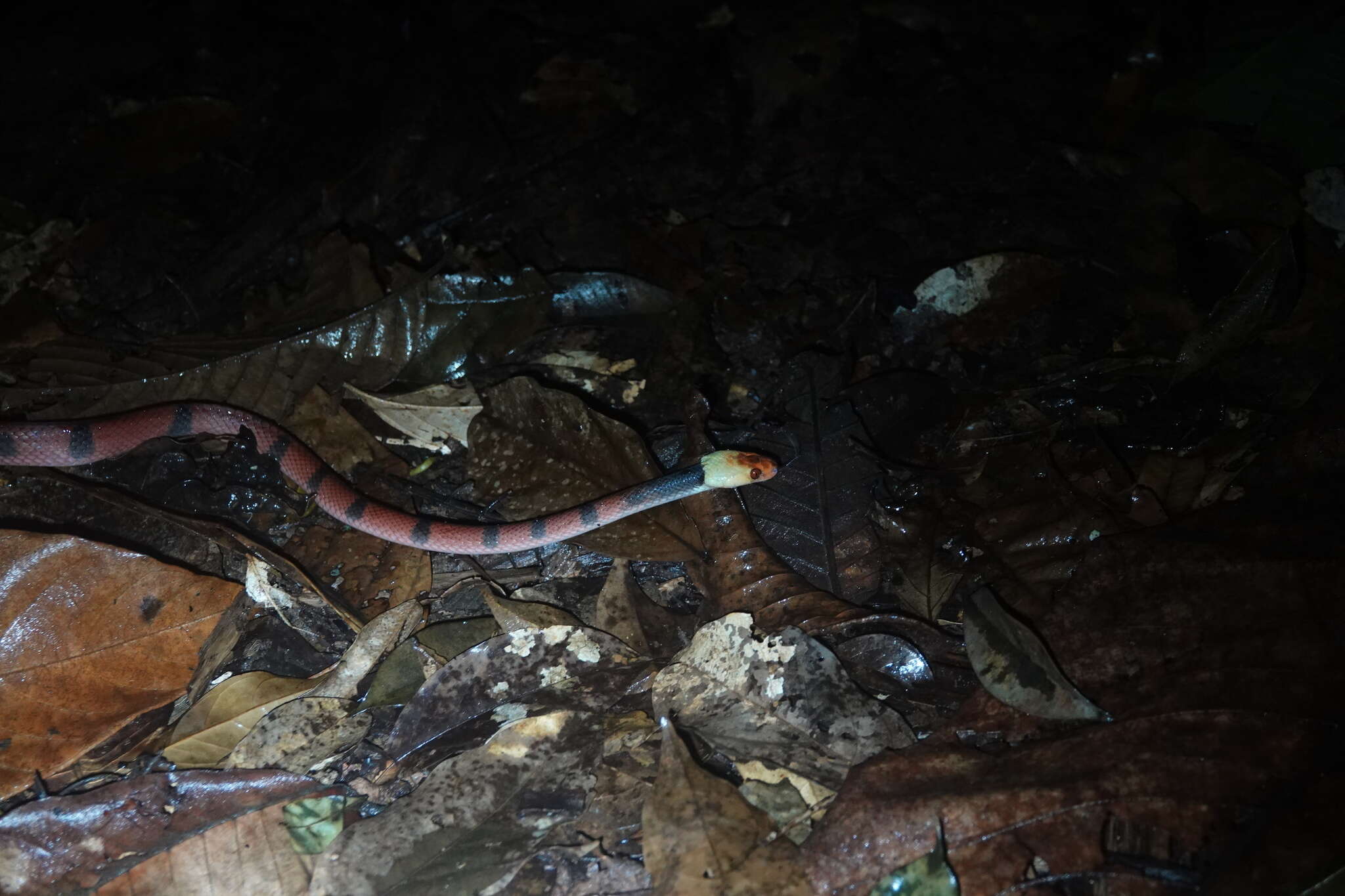 صورة Siphlophis compressus (Daudin 1803)