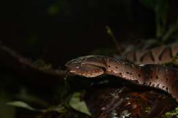 Image of Bothrocophias hyoprora (Amaral 1935)