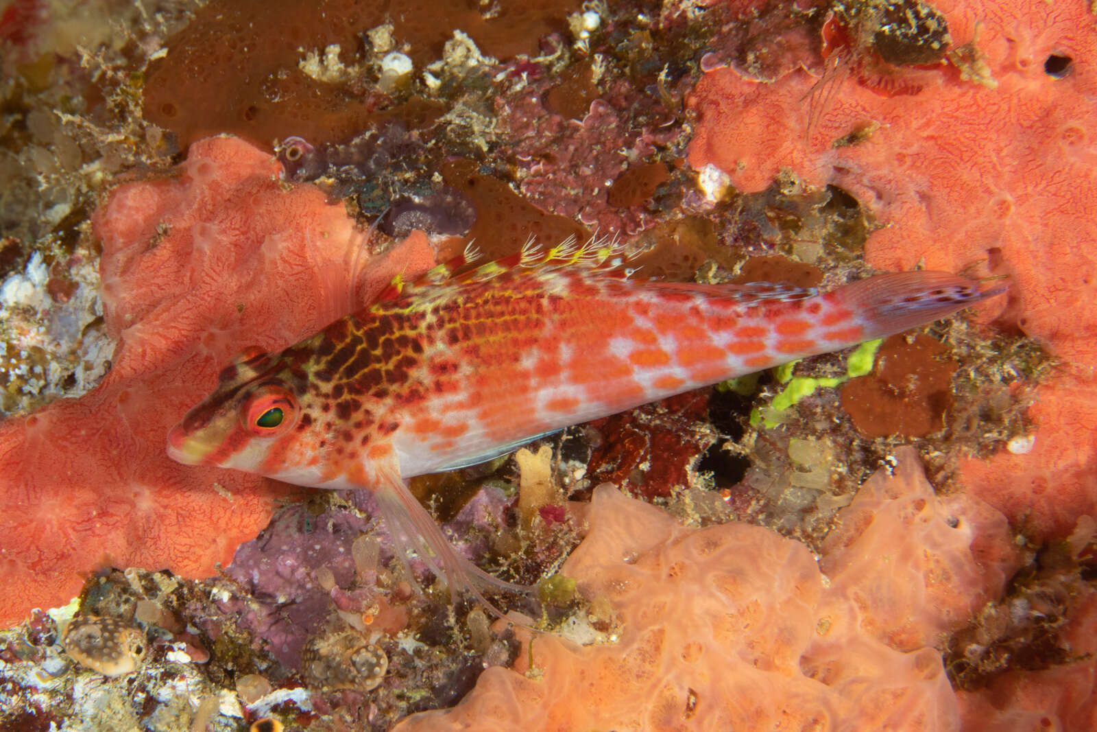 Image of Coral Hawkfish