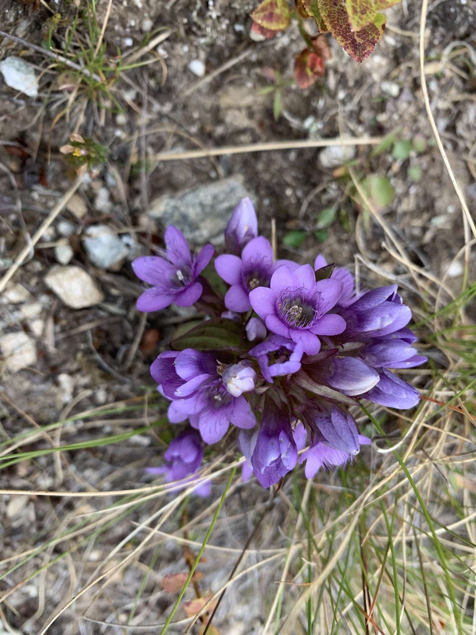 Image of Gentianella ramosa (Hegetschw.) J. Holub