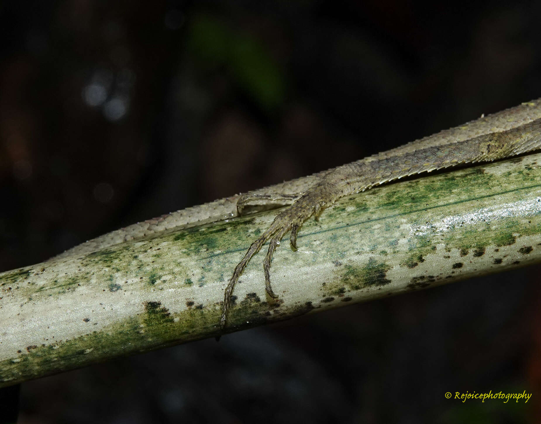 Image of Green Fan-throated lizard