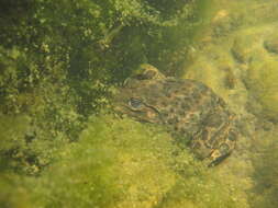 Image of Chinese Edible Frog